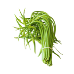 Garlic Scapes
