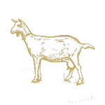 Lamb