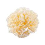 Snow Fungus