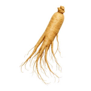 Ginseng: The Root of Resilience